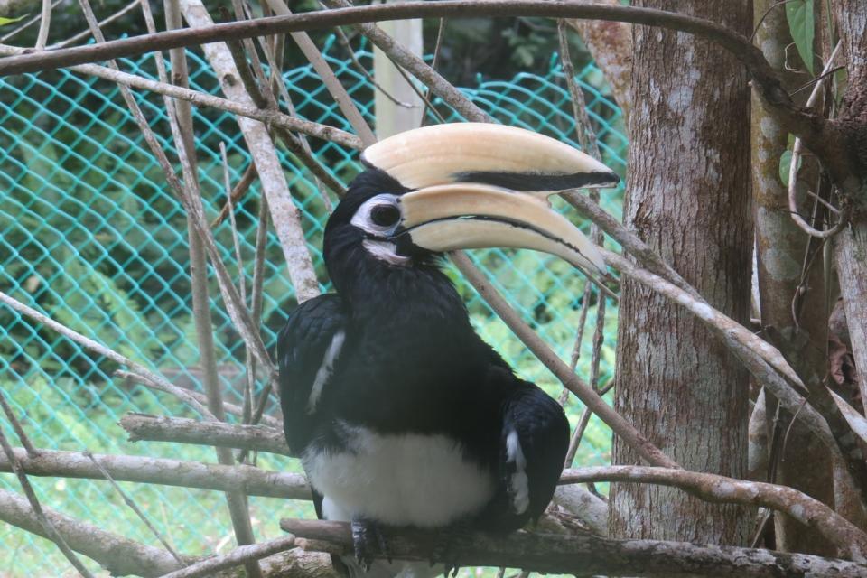 Learn about the hornbill conservation programme at Miri Marriott Resort & Spa. (Photo: Marriott)