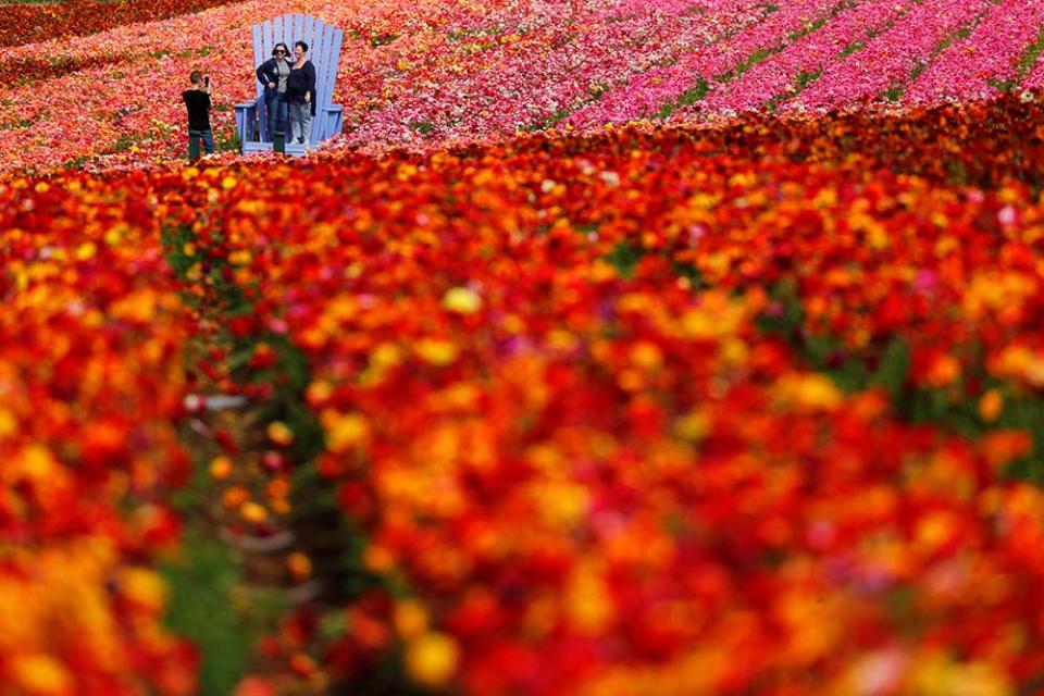 卡爾斯巴德花田（Image Source : REUTERS/Mike Blake）