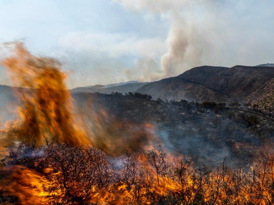 A forest burns during a wildfire near Altura, eastern Spain, in August (AP)