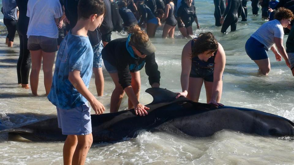 Rescuers comforted the whales and held their heads above water so they could breathe until authorities arrived. Photo: Mick Marlin