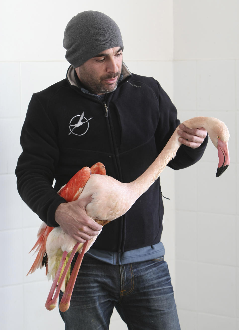 French ornithologist Frederic Lamouroux tends a pink flamingo of the Camargue region at the Pont du Gau ornithological park near Saintes Maries de la Mer, southern France, Thursday, Feb. 9, 2012. France's Bird Protection League says the cold snap has left some pink flamingoes dead and called on members intervene to save flamingoes suffering from the cold. (AP Photo/Claude Paris)