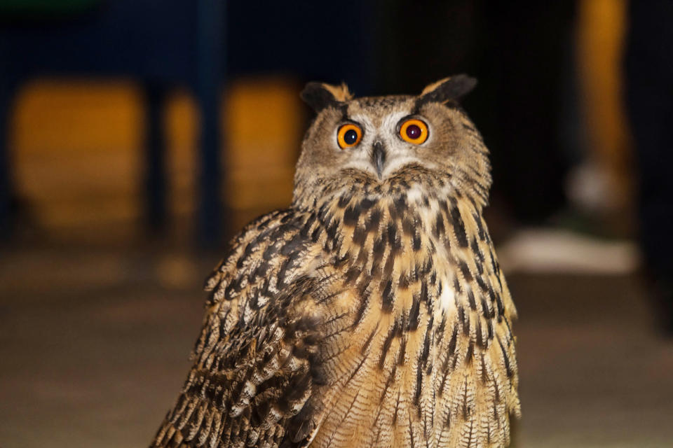 Flaco the owl. (@NYCMayorsOffice via Twitter)