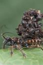 <p>As if their name didn’t give them away, assassin bugs of Malaysia are the ultimate predators. They’re known to hunt ants, and then turn the bodies of their victims’ exoskeletons into outerwear. (They do this after liquefying and consuming the insides of the ants.) Then they use their new armor to confuse future predators. Brilliant.</p>