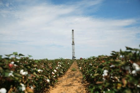 A pulling rig is erected at an oil well in the middle of a cotton field to swab the well in Seminole