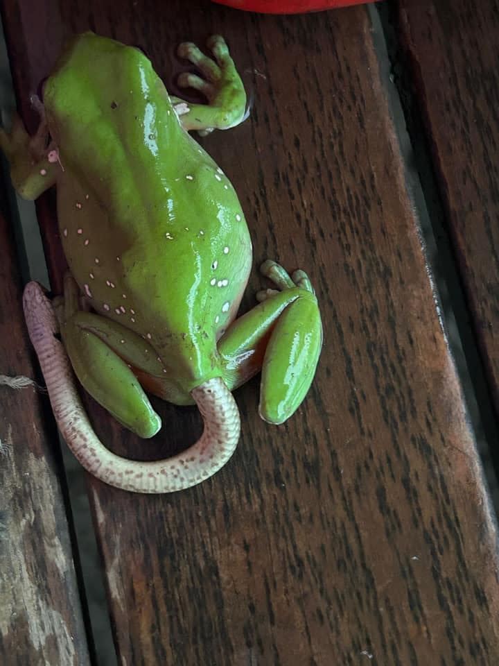 澳洲民眾發現一隻樹蛙的肛門鑽出一條白尾巴。（圖／翻攝自Sunshine Coast Snake Catchers 24/7 臉書）