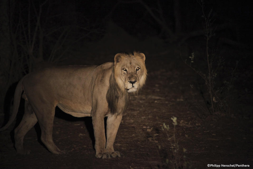 A male lion pauses in Senegal's Niokolo-Koba National Park in this undated handout picture. West Africa's lions, which once prowled across the region in their tens of thousands, are close to extinction as farmland eats up their ancient habitats and human hunters kill the animals they feed on, a study has shown. Just around 400 of the animals were thought to have survived across 17 countries, according to the paper published in scientific journal PLOS ONE. To match LIONS-WESTAFRICA/ REUTERS/Philipp Henschel/Handout via Reuters (SENEGAL - Tags: ANIMALS) ATTENTION EDITORS - THIS IMAGE WAS PROVIDED BY A THIRD PARTY. FOR EDITORIAL USE ONLY. NOT FOR SALE FOR MARKETING OR ADVERTISING CAMPAIGNS. NO SALES. NO ARCHIVES. THIS PICTURE IS DISTRIBUTED EXACTLY AS RECEIVED BY REUTERS, AS A SERVICE TO CLIENTS. WATERMARK ADDED AT SOURCE