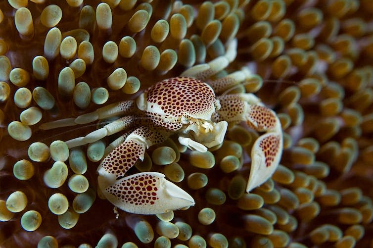 <span class="caption">Porcelain crabs superficially resemble true crabs.</span> <span class="attribution"><a class="link " href="https://www.shutterstock.com/image-photo/sea-anemone-clownfish-1285037704" rel="nofollow noopener" target="_blank" data-ylk="slk:volkan yenel/Shutterstock;elm:context_link;itc:0;sec:content-canvas">volkan yenel/Shutterstock</a></span>