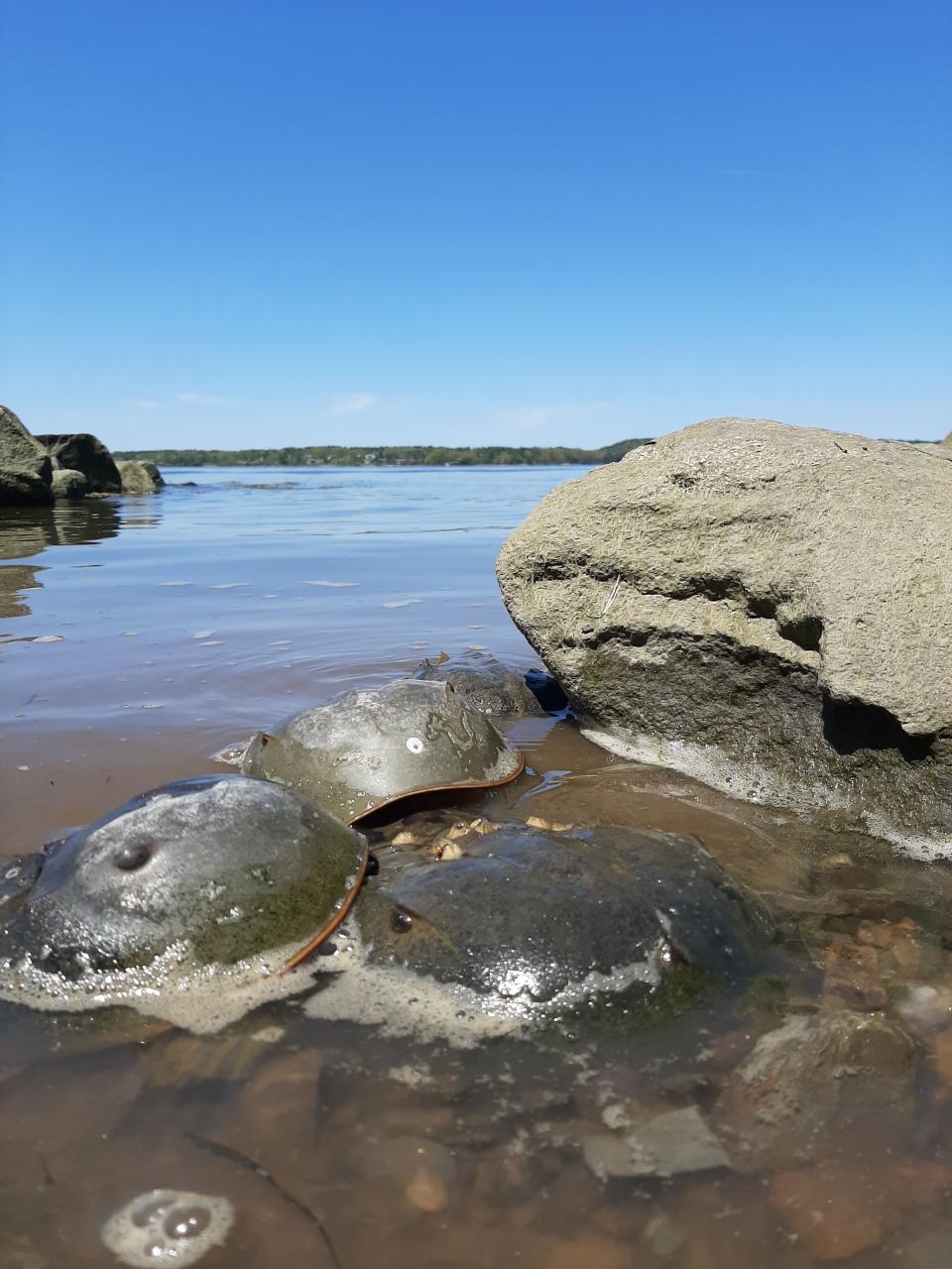 A female horseshoe crab with two males.