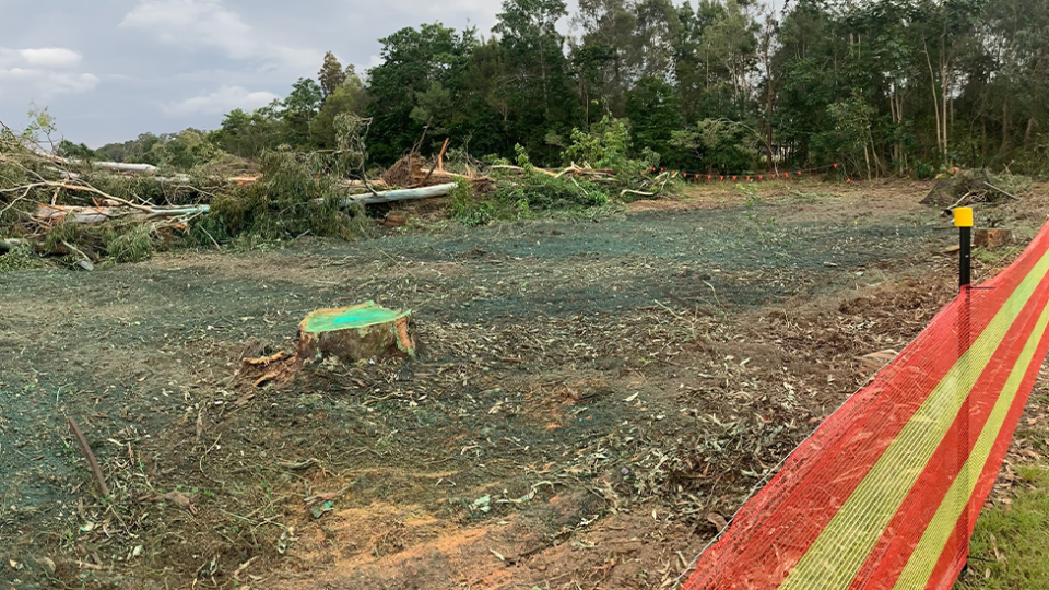 Trees knocked down and a stump at the Woolworths development site at Upper Coomera.