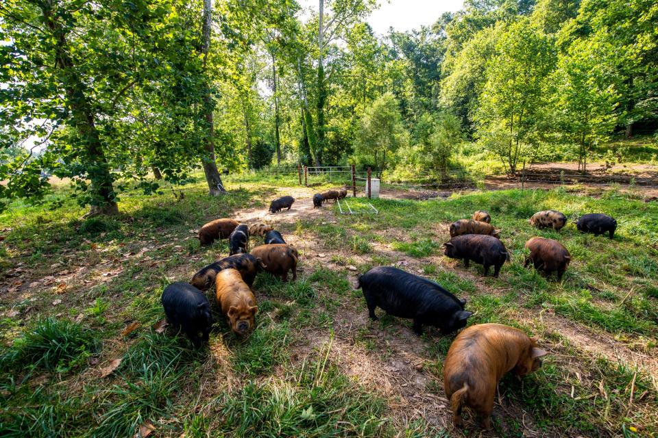 Kunekune pigs graze at Mkono Farm in southern Monroe County on Wednesday, July 12, 2023.