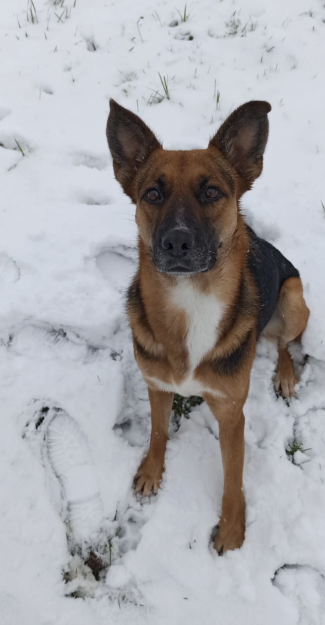 A dog with pointed ears and a black muzzle sits on snow-covered ground looking at the camera