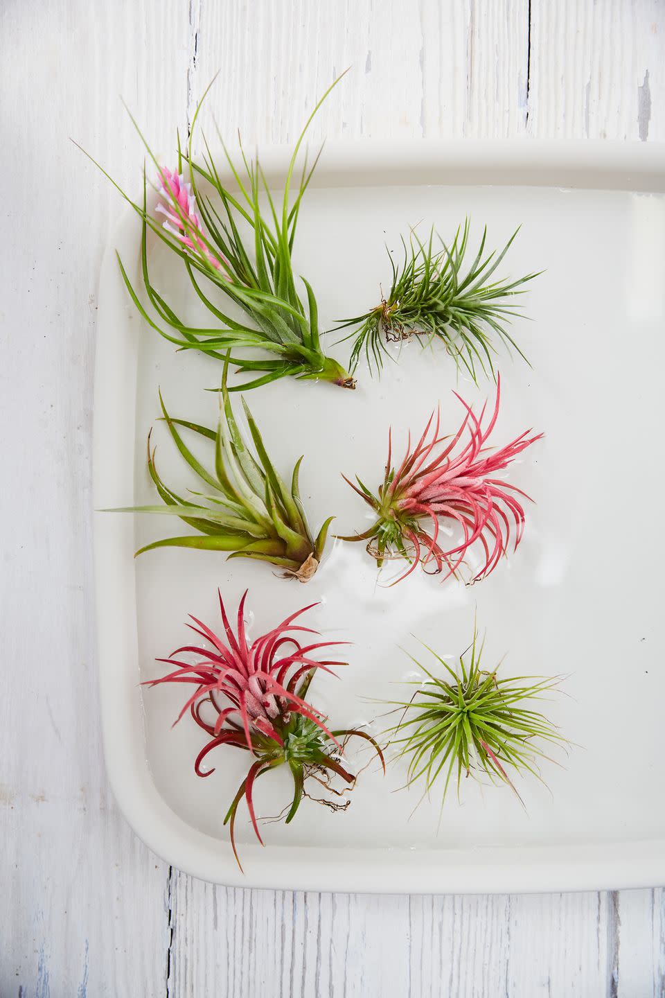 19) Air Plants