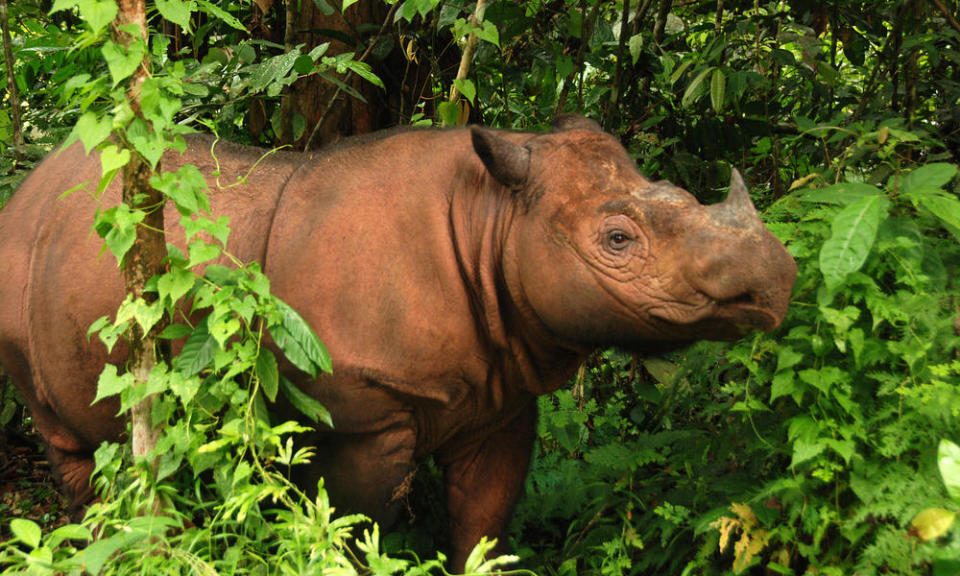 Sumatran rhino