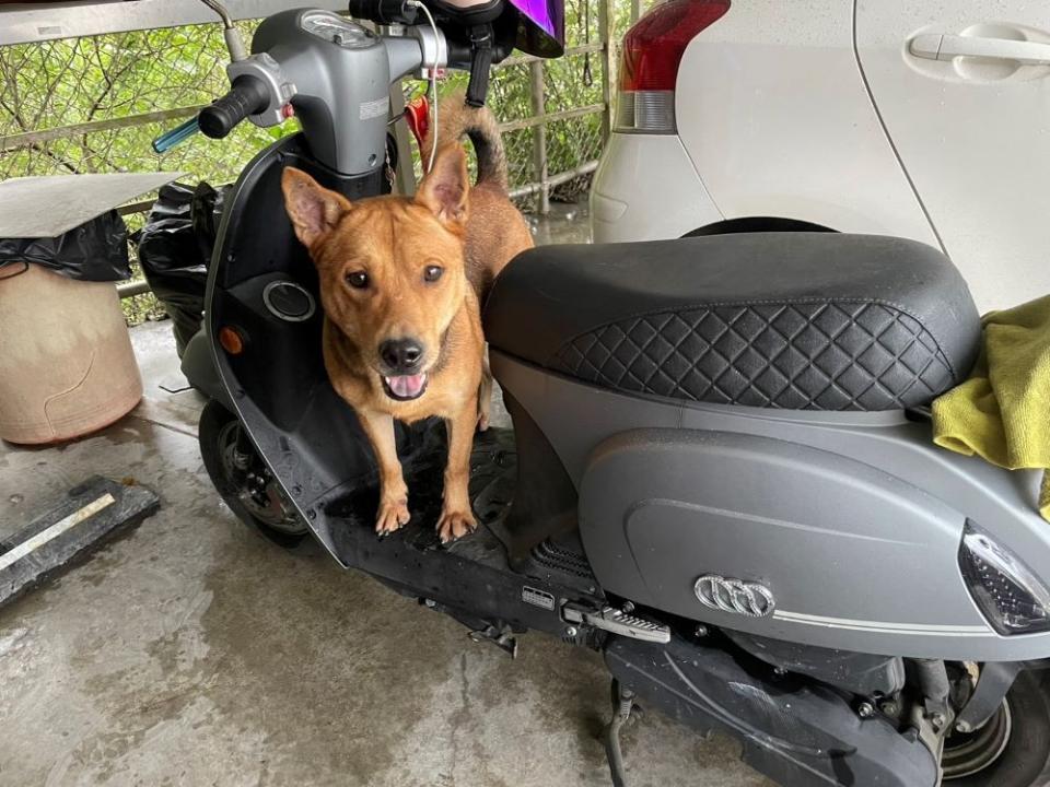 《圖說》八里動物之家訓練毛寶貝熟悉機車。〈動保處提供〉