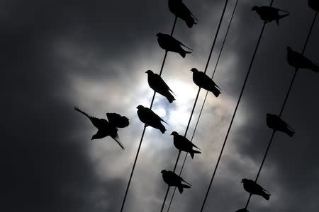 Birds perch on wires as the sun breaks through clouds bringing the first autumn rains to Cape Town, South Africa, March 30, 2016. REUTERS/Mike Hutchings