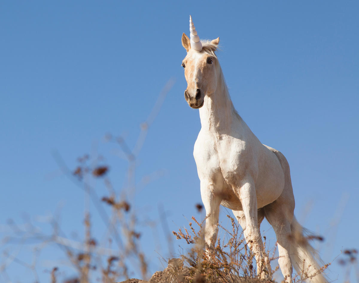 Fairy Tales Are Full of Lies: Unicorns Were Real, Lived with Humans and Weren't that Cute