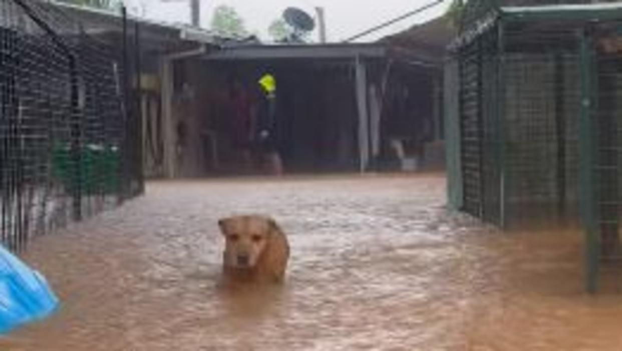 Dogs stranded at YAPS. Picture Facebook 2.jpg