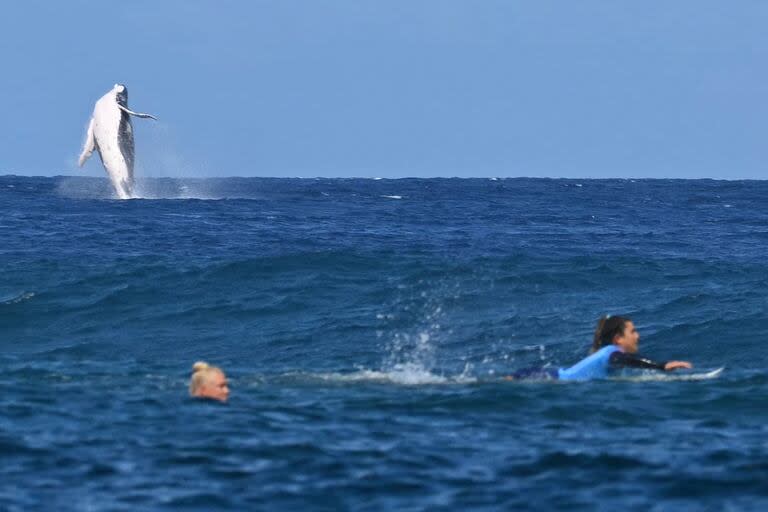 Una ballena salta mientras la brasileña Tatiana Weston-Webb y la costarricense Brisa Hennessy (derecha) compiten en las semifinales de surf femenino, en Tahiti