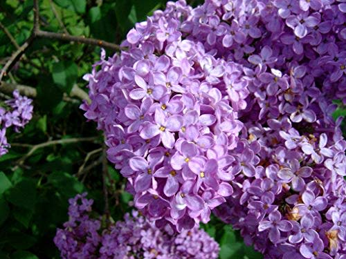Two Pack of Common Lilac Bushes - Lavender Purple Blooms - 2 Live Plants Shipped 1 to 2 Feet Tall (No California)