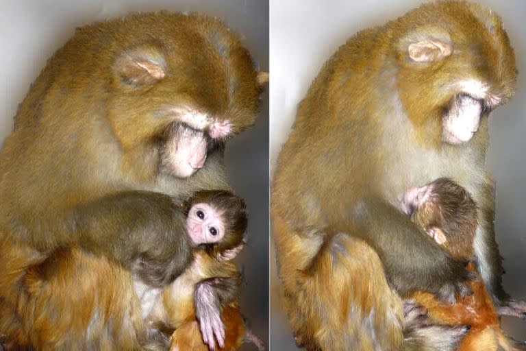 El experimento realizado con primates