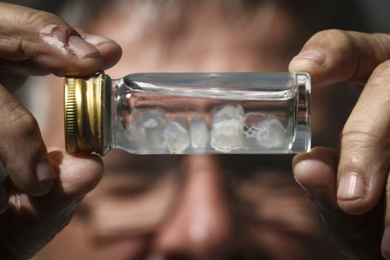 Le professeur en toxicologie Jamie Seymour tient un flacon contenant des méduses irukandji, le 8 avril 2024 à Cairns, en Australie (DAVID GRAY)