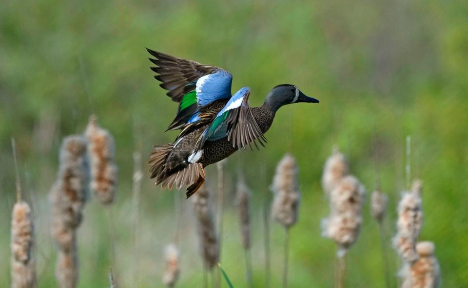 A male blue-winged teal takes flight from a marsh area off Sunset Beach Lane in the Sensiba State Wildlife Area in Suamico on June 8, 2023.