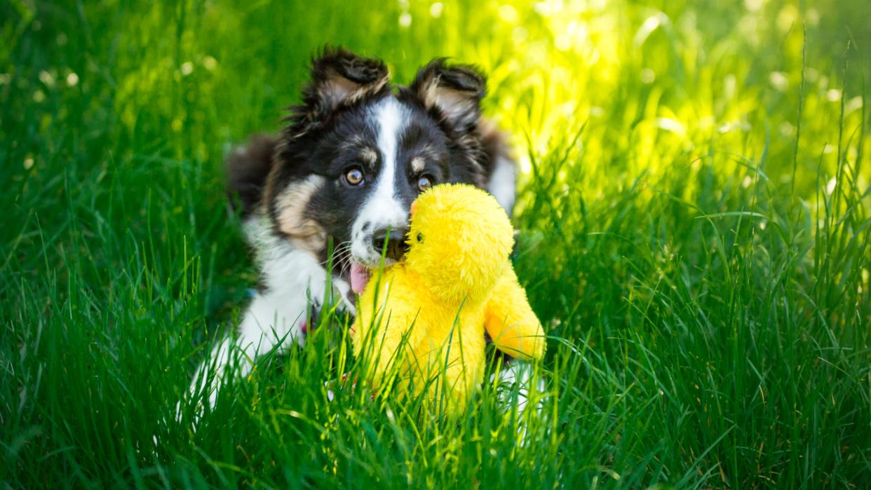  Puppy lying in grass with toy . 