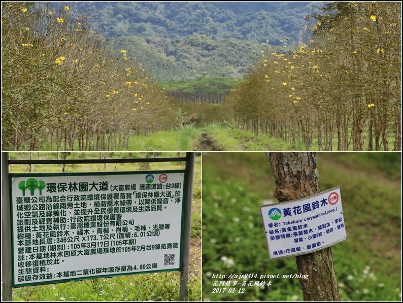 黃花風鈴木(富源國中旁)-2017-03-03.jpg