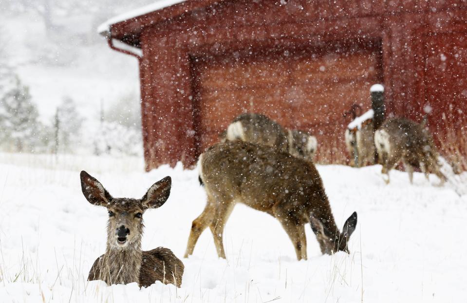 Mule deer are seen in the snow during a late spring snow storm in Golden, Colorado May 11, 2014. (REUTERS/Rick Wilking)