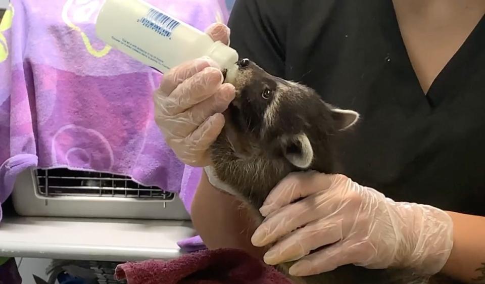 St. Francis Wildlife raised 40 orphaned baby raccoons this year, feeding each one four times a day.