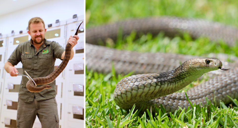 Billy Collett is seen holding a snake, while a seperate split image shows an eastern brown snake.  