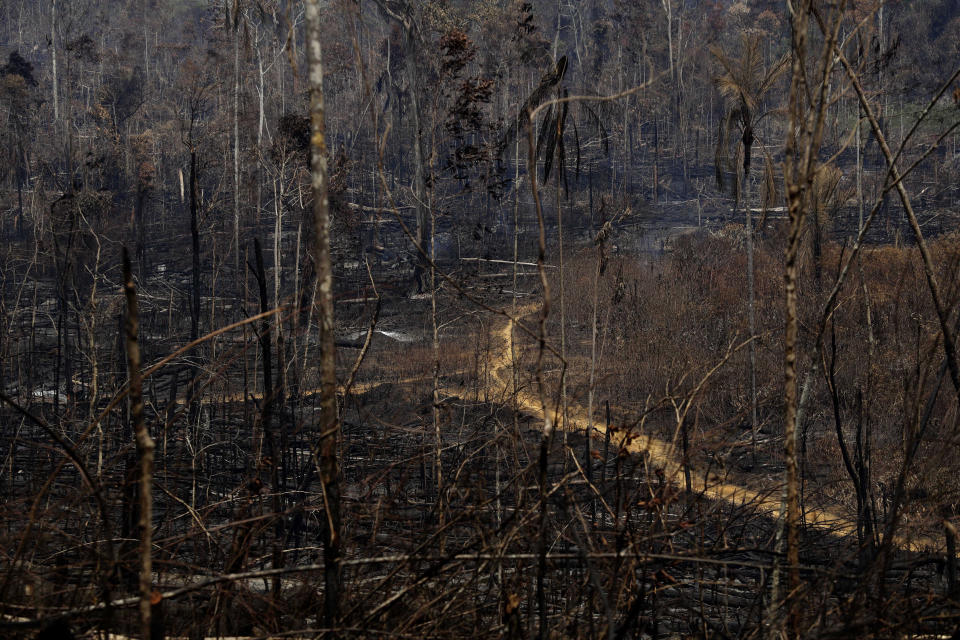 Charred trees stand as a forest fire sweeps through the Vila Nova Samuel region, along the road to the Jacunda National Forest near the city of Porto Velho, Rondonia state, part of Brazil's Amazon, Aug. 25, 2019. (Photo: Eraldo Peres/AP)