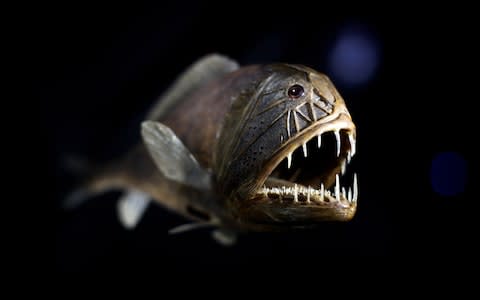 Fangtooth fish - Credit: Getty Images