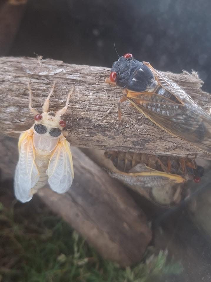 Kaitlin Harper shares a photo of three cicadas hanging out together.