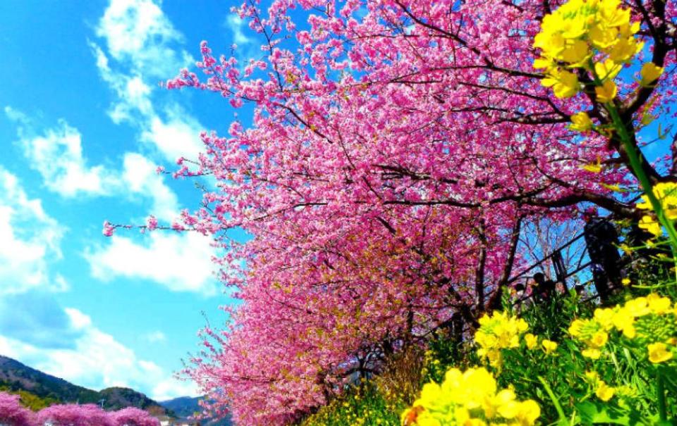 Kawazu Sakura Festival, enjoy Japanese set lunch and strawberry picking. (Photo: KKday SG)