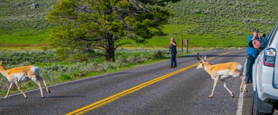 YELLOWSTONE NATIONAL PARK, WYOMING, USA - JUNE 07, 2018: Outdoor view of two white-tailed family deers crossing the sand ground road located in the Yellowstone National Park