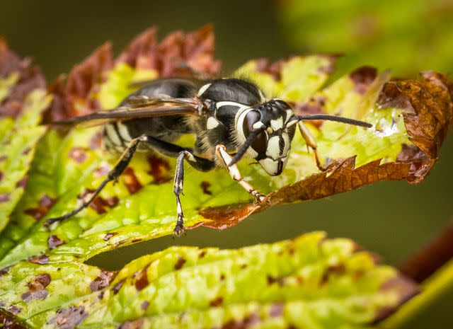 <p>beachgrampa / Getty Images</p> A bald-faced hornet