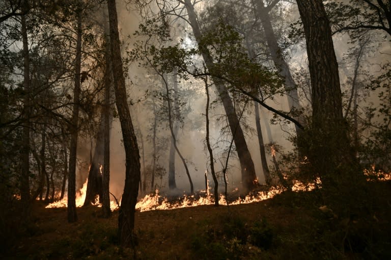 Un feu de forêt dans le parc national de Dadia, près d'Alexandroupoli, le 2 septembre 2023 dans le nord de la Grèce (Sakis MITROLIDIS)