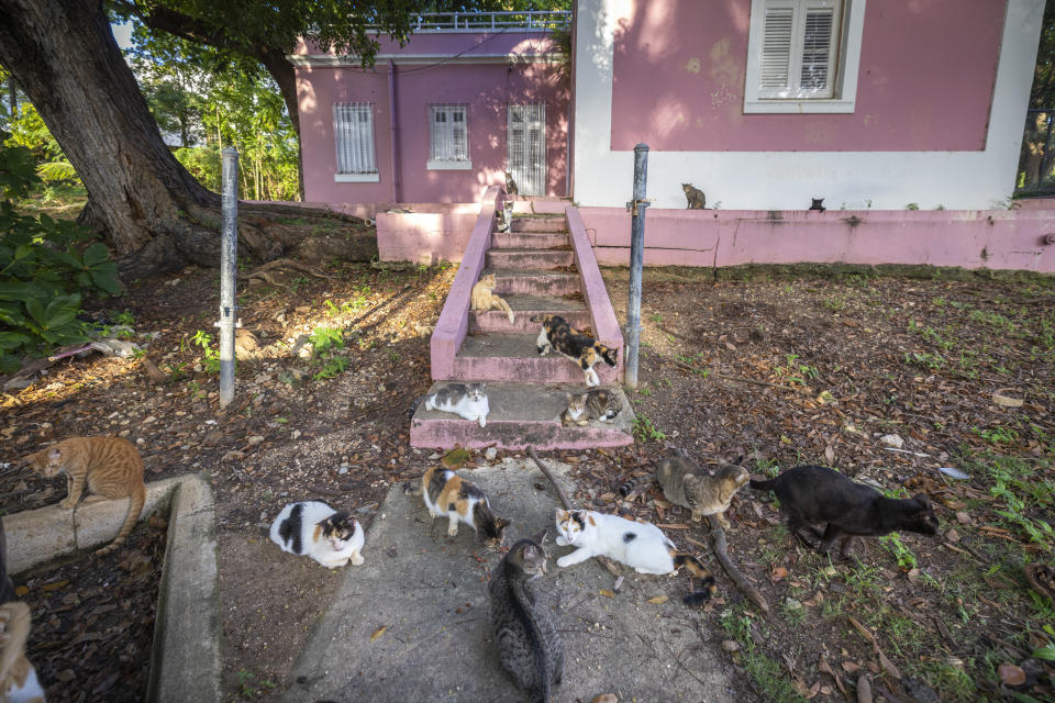 Gatos callejeros comen en las calles del Viejo San Juan, Puerto Rico, el miércoles 2 de noviembre de 2022. (AP Foto/Alejandro Granadillo)