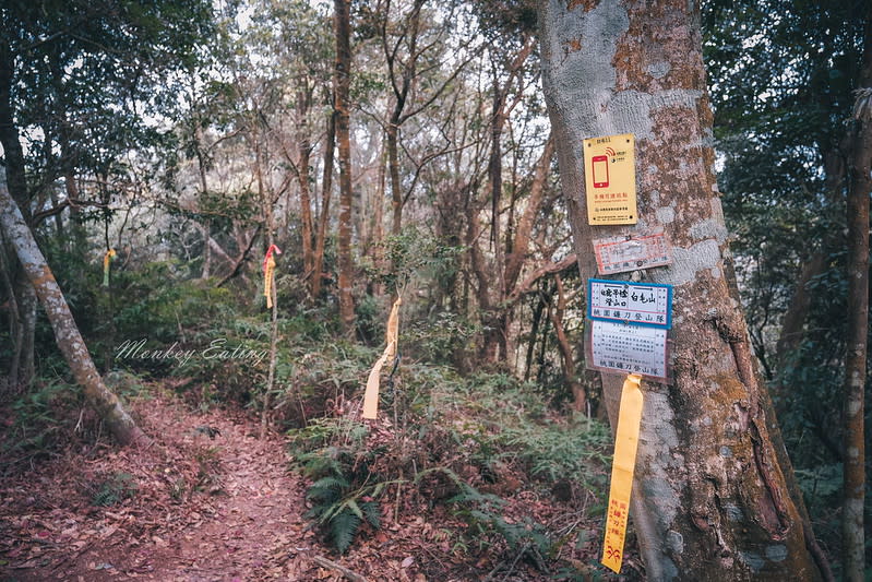 台中｜谷關七雄 白毛山步道