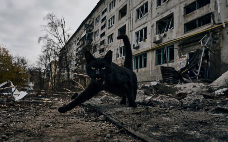 A cat runs in front of houses ruined in the Russian shelling in Bakhmut, Donetsk region - AP