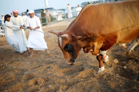 Men pull a bull with a rope during a bullfight in the eastern emirate of Fujairah October 17, 2014. REUTERS/Ahmed Jadallah