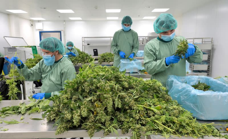 FILE PHOTO: Company in Saxony manufactures cannabis for Pharmaceuticals