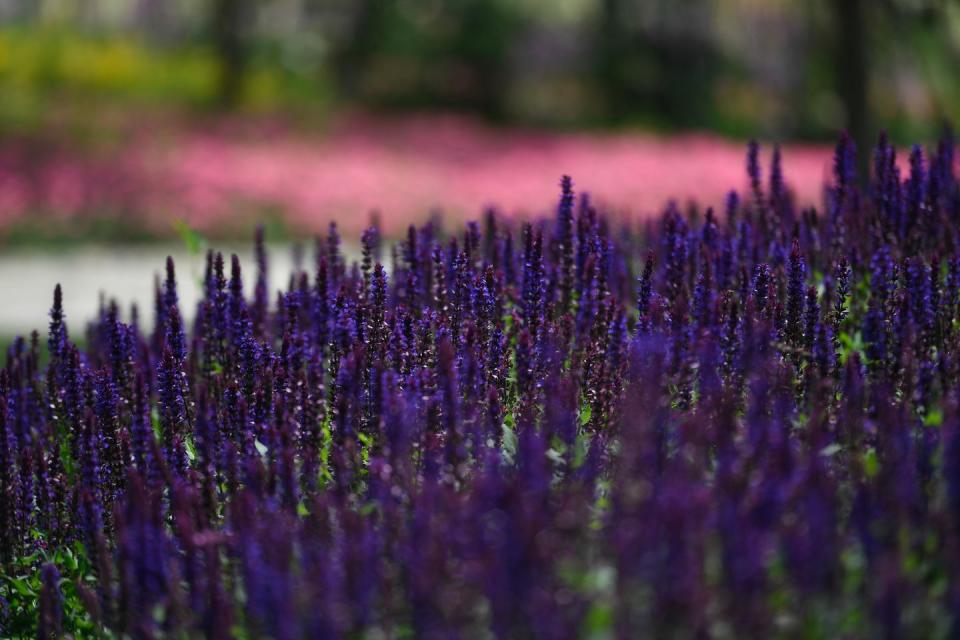 15) Salvia (Salvia officinalis)