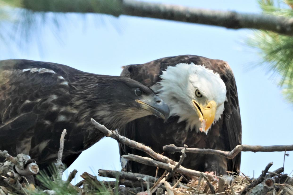 An adult bald eagle feeds its eaglet in June 2023 at a nest in Racine County.