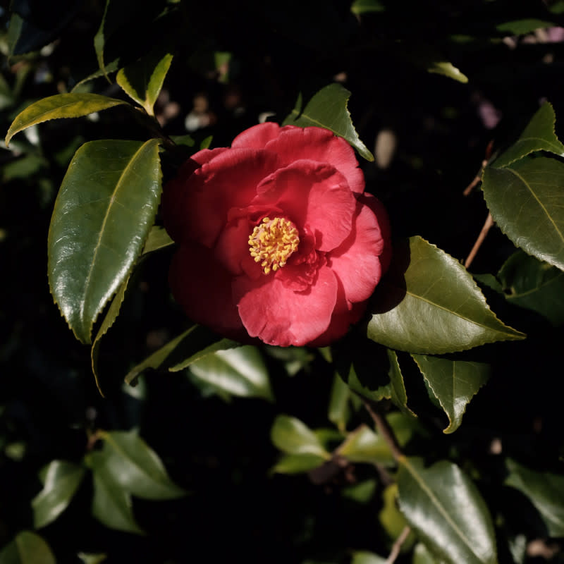 A Christmas flower called a Yuletide Camellia. <p>Mak/Unsplash</p>