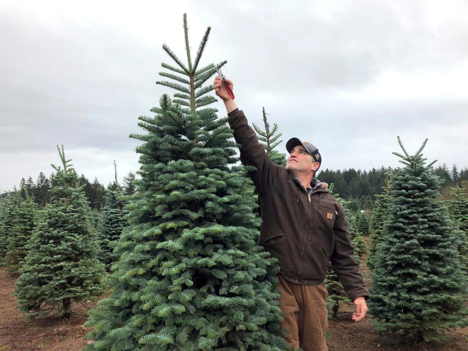 Oregon: Casey Grogan trims a noble fir at his 400-acre Christmas tree farm in Silverton, Ore.