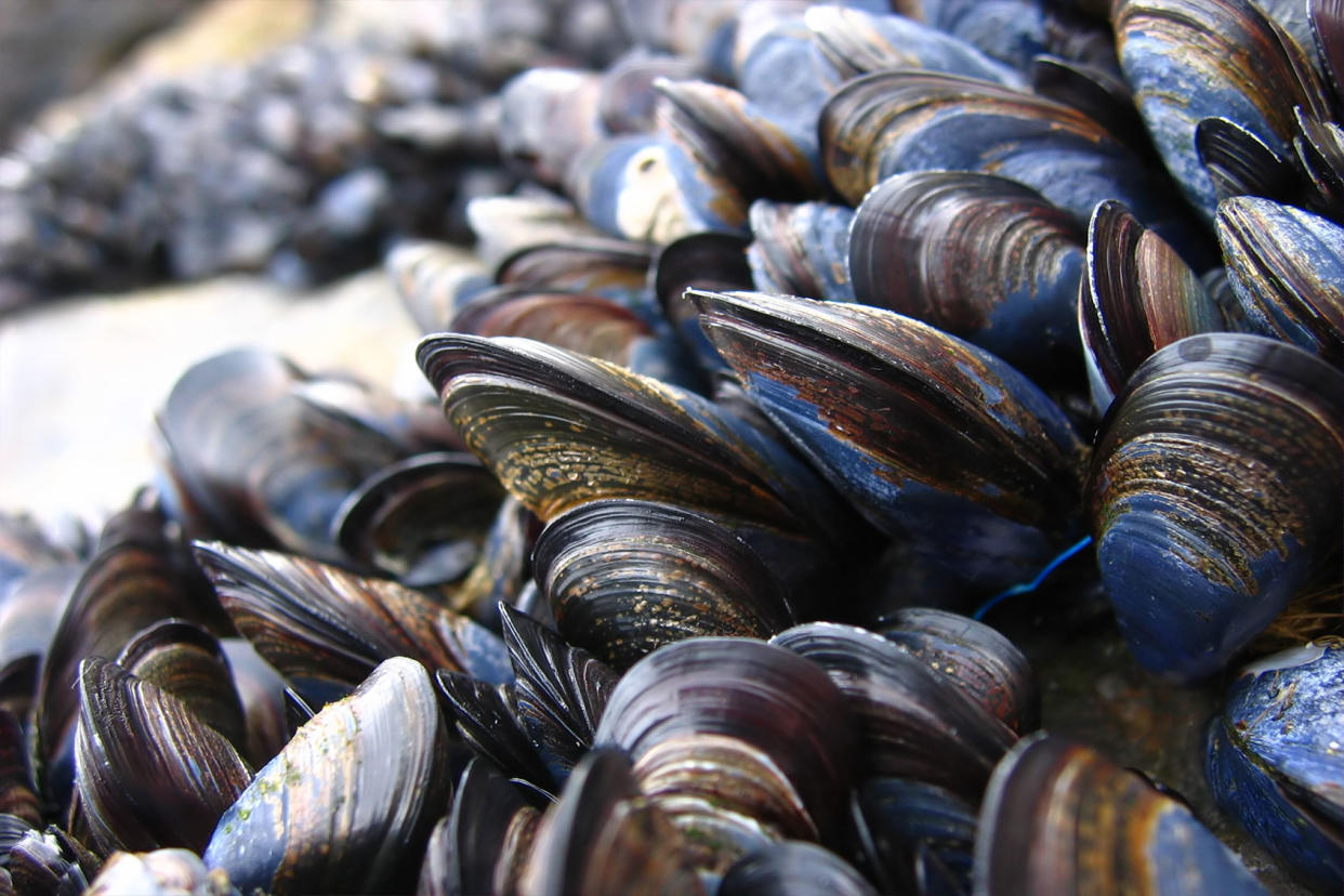 MusselsMussels on a rock Getty Images/eddyfish
