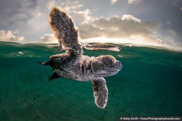 Une tortue a pondu ses œufs sur une plage des Alpes-Maritimes et c'est une  première