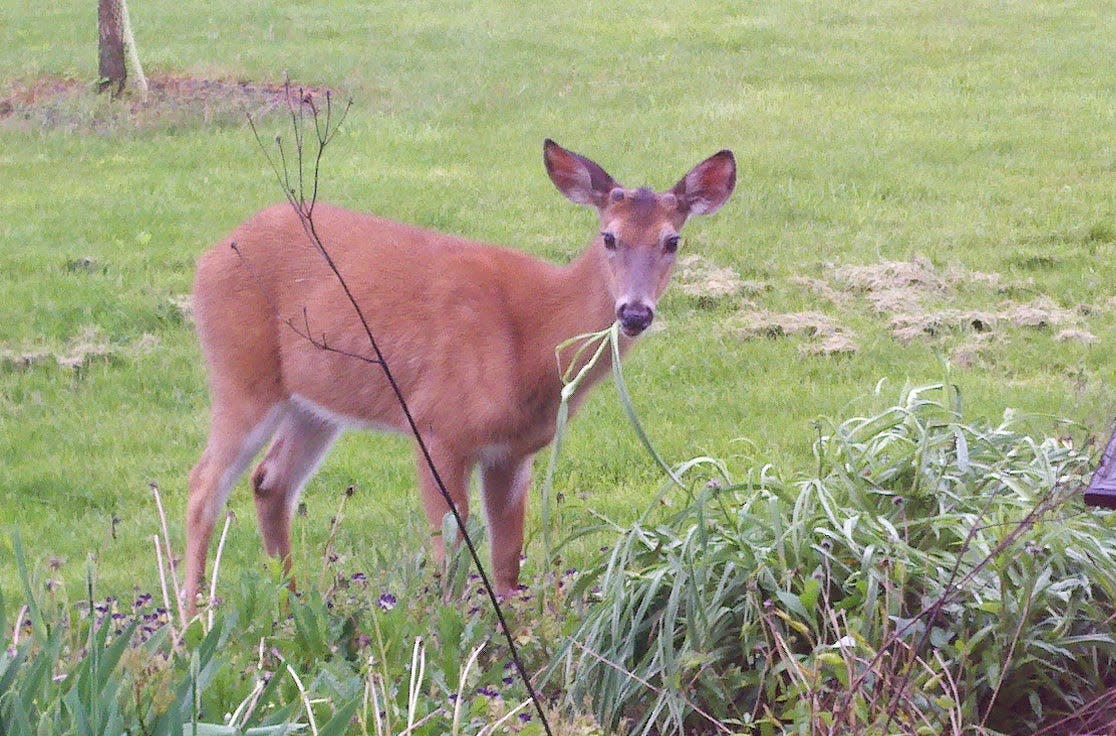Deer are docile and adaptable and will feed on plants close to homes and outdoor living spaces.